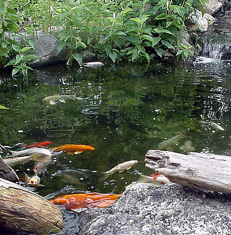 Royal Carwash & Quick Lube KOI Pond